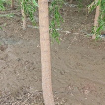 垂柳嫁接垂柳苗圃直供大量有货可对接工程绿化，开发商等