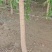 垂柳嫁接垂柳苗圃直供大量有货可对接工程绿化，开发商等