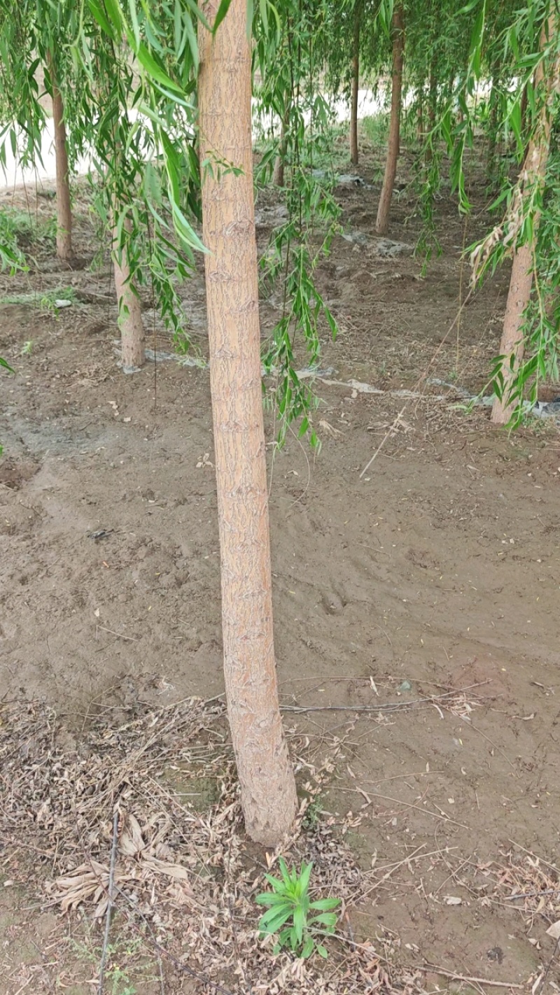 垂柳嫁接垂柳苗圃直供大量有货可对接工程绿化，开发商等