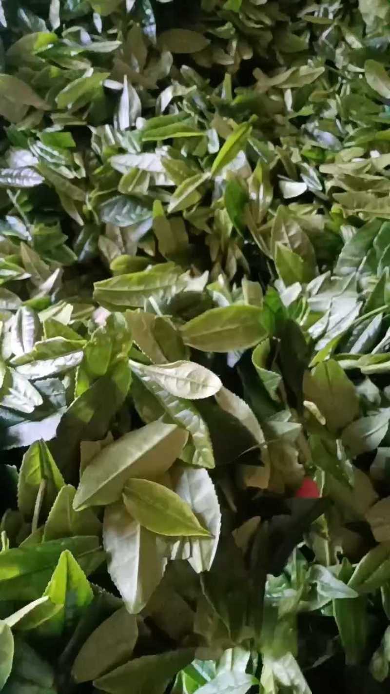 六安瓜片鲜叶原材料，品质上乘。