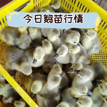 [量大从优]狮头鹅皖普浙东等，包疫苗，包成活，包运输
