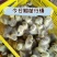 [量大从优]狮头鹅皖普浙东等，包疫苗，包成活，包运输