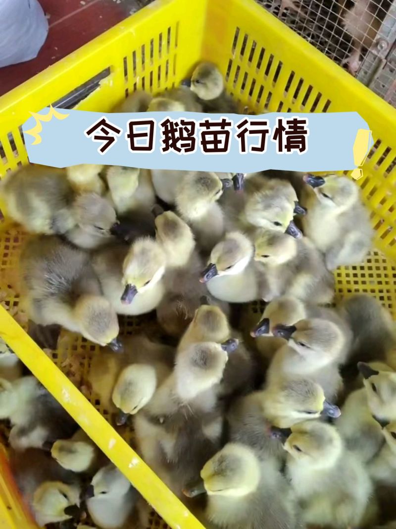 [量大从优]狮头鹅皖普浙东等，包疫苗，包成活，包运输
