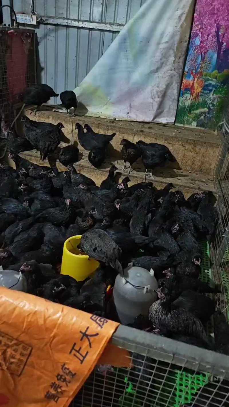 京粉8号产蛋王土蛋王90天鸡全脱温青年鸡1个月开产疫苗齐