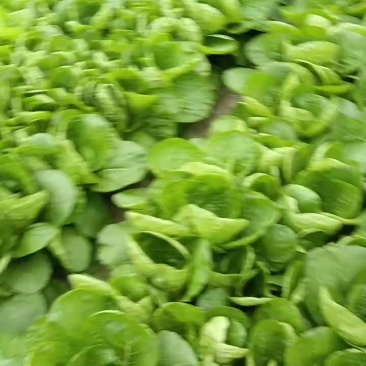 四川成都双流区小白菜