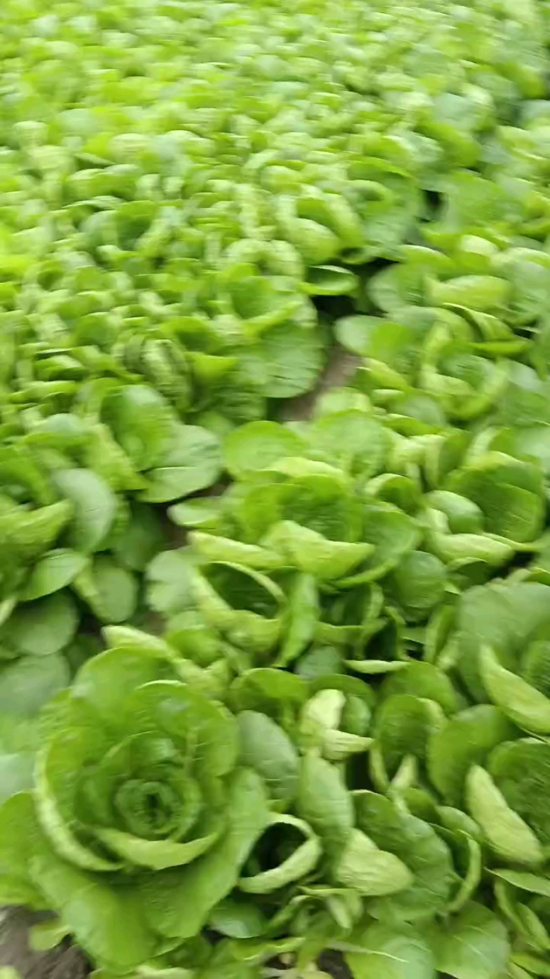 四川成都双流区小白菜