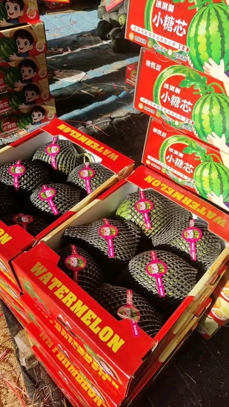 精品小糖丸，个个保熟，全国代发！