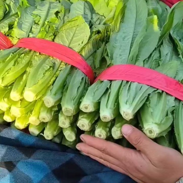 【精选】精品油麦菜可视频看货对接全国大量上市颜色鲜亮