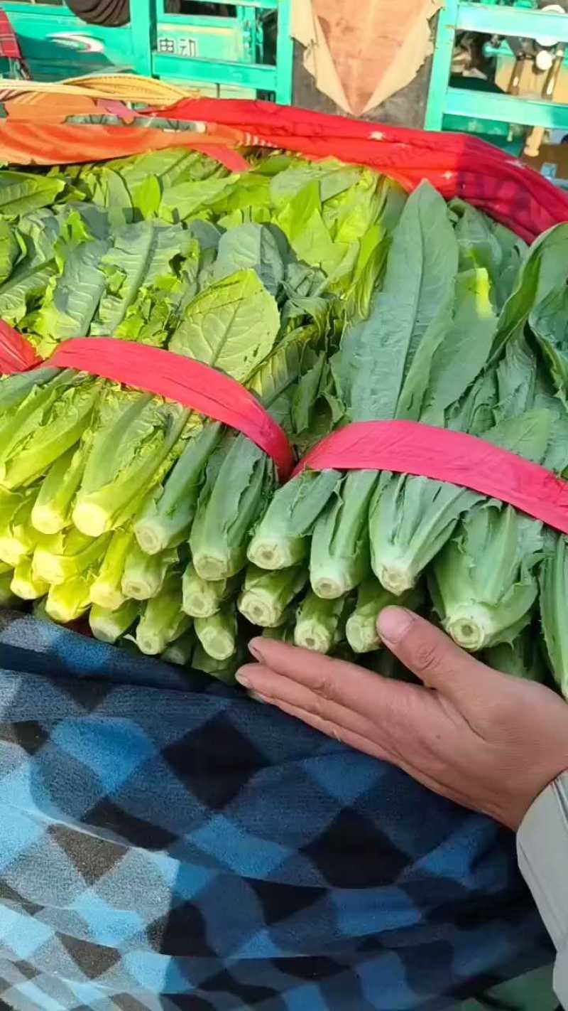 【精选】精品油麦菜可视频看货对接全国大量上市颜色鲜亮