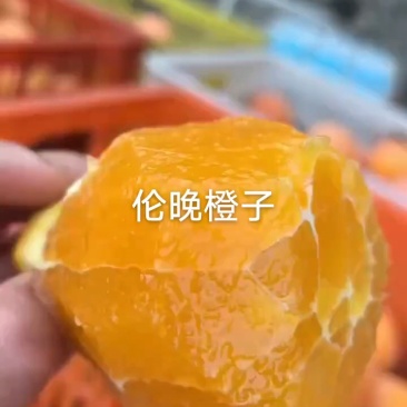 秭归橙子伦晚春橙中华红橙，夏橙农户一手货源挂树鲜果