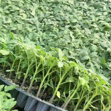 番茄苗草莓番茄普罗旺斯草莓铁皮柿子大果口感西红柿苗