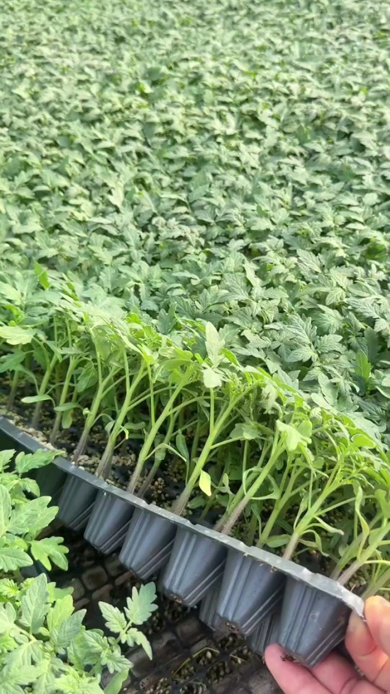 番茄苗草莓番茄普罗旺斯草莓铁皮柿子大果口感西红柿苗