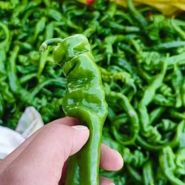 陕西精品螺丝椒/价格便宜市场大量有货欢迎联系