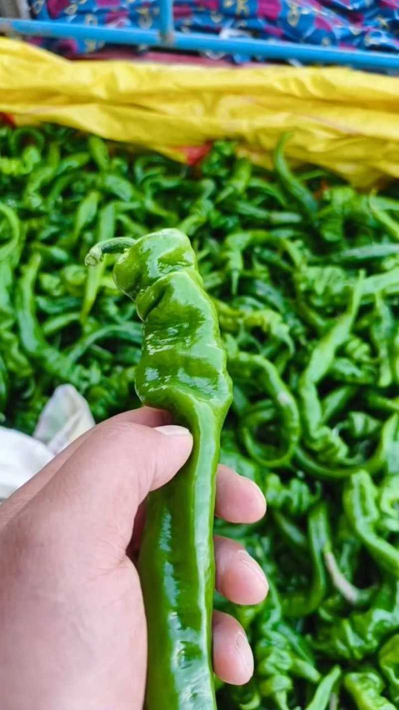 陕西精品螺丝椒/价格便宜市场大量有货欢迎联系
