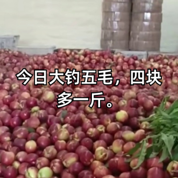 山东油桃！山东脆甜中油四号油桃！126油桃全国代发！