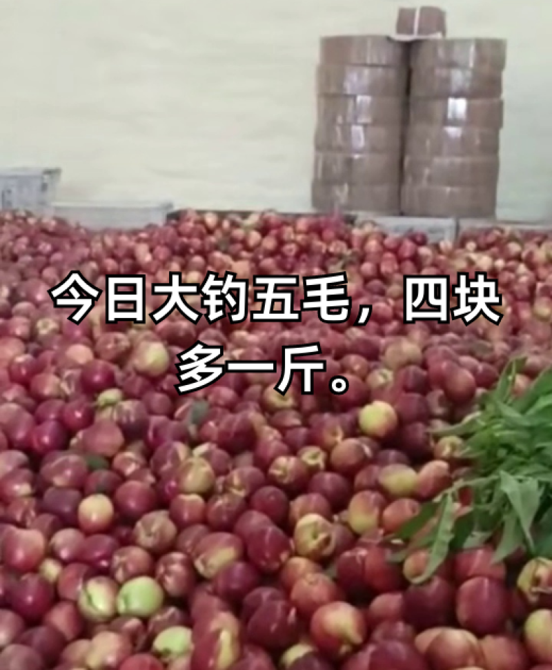山东油桃！山东脆甜中油四号油桃！126油桃全国代发！