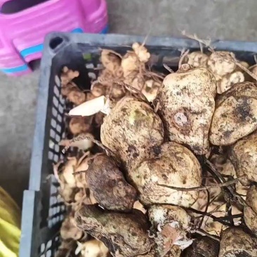 贵州大山里的黄精