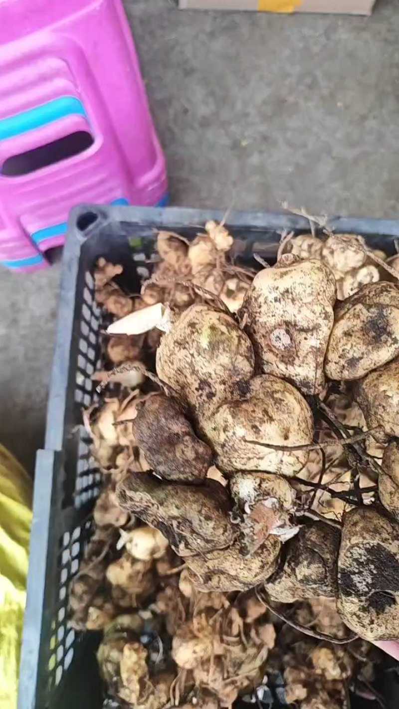 贵州大山里的黄精