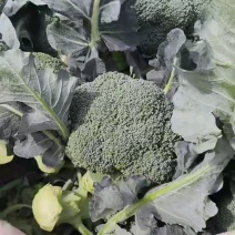 大量供应，西兰花，质量保证，货源充足，欢迎新老客户前来订