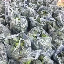 西兰花河南小米粒西蓝花耐寒优秀西兰花色泽艳球形好
