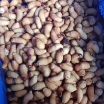 竹虫便宜，炸出甘蔗清香味。