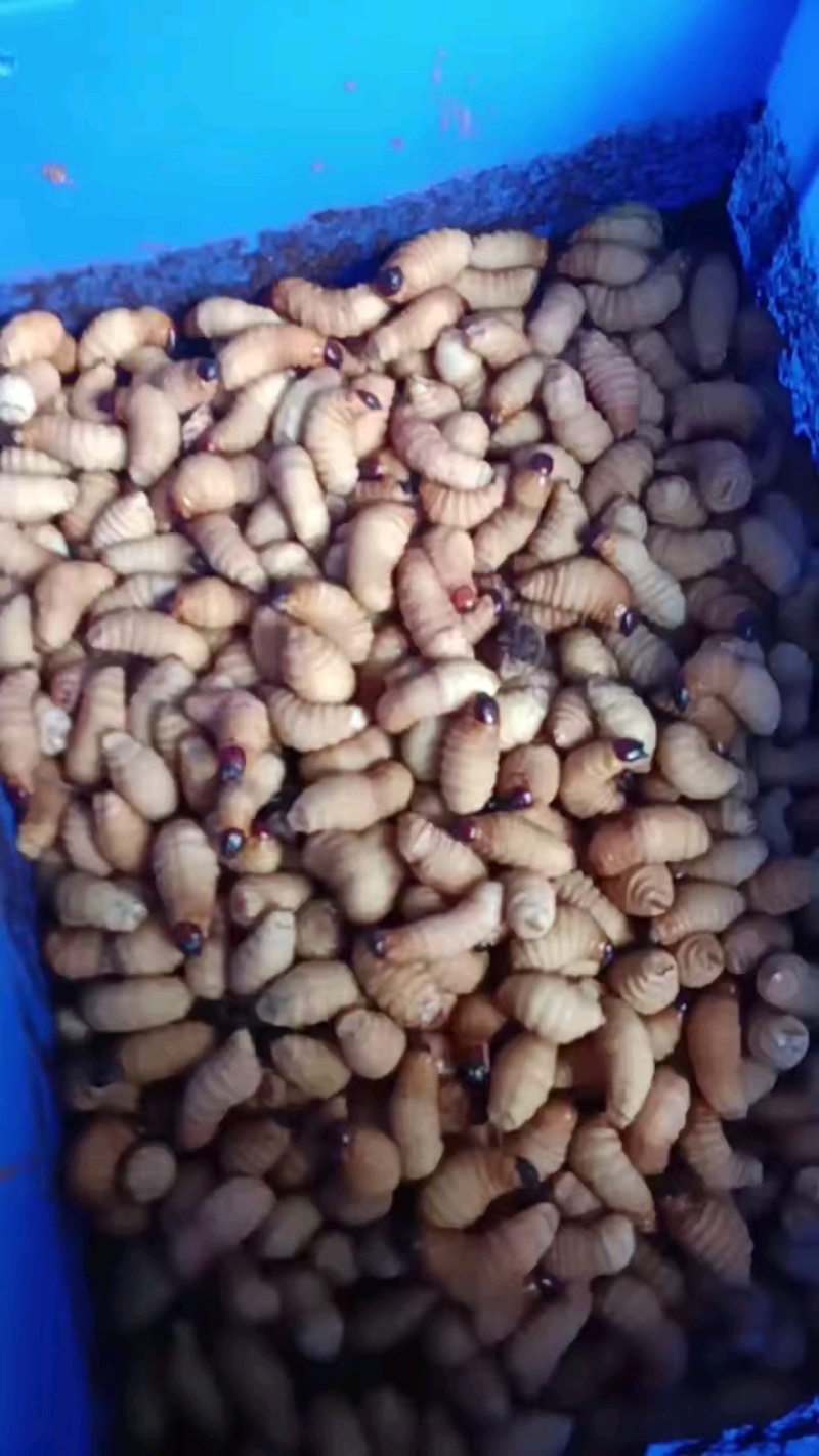 竹虫便宜，炸出甘蔗清香味。