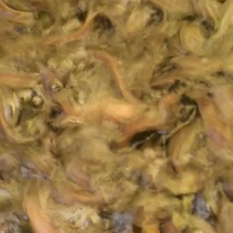 三黄塘虱鱼苗塘角鱼苗塘虱鱼苗胡子鲶提供技术指导