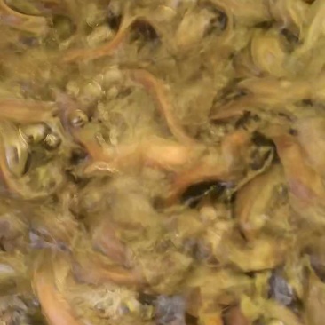 三黄塘虱鱼苗塘角鱼苗塘虱鱼苗胡子鲶提供技术指导