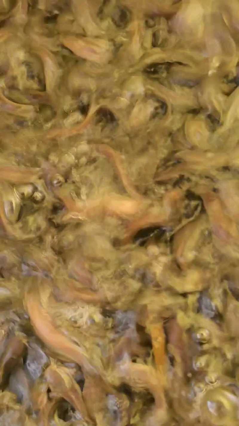 三黄塘虱鱼苗塘角鱼苗塘虱鱼苗胡子鲶提供技术指导