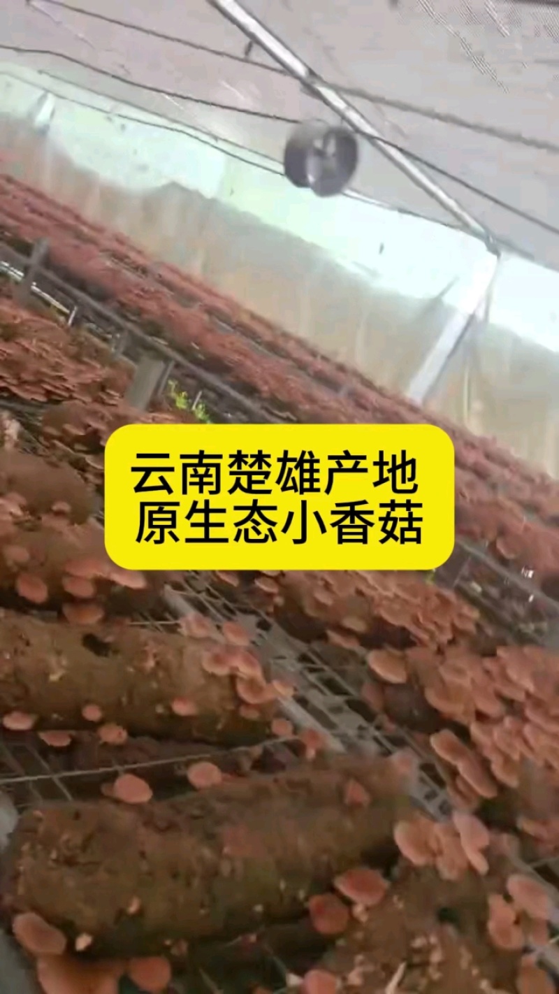 云南高山小香香菇现采现发