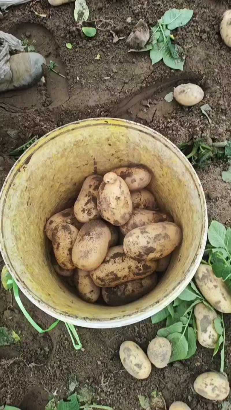 大量供应土豆，自己的种植基地
