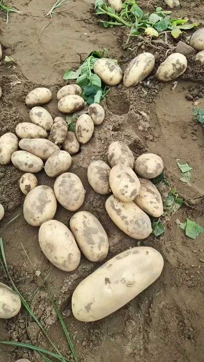 大量供应土豆，自己的种植基地