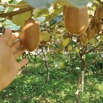 贵州贵阳修文猕猴桃