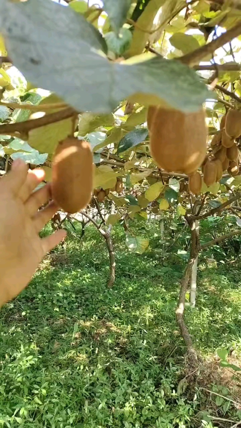 贵州贵阳修文猕猴桃