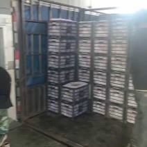 【精品酥梨】万荣孤夆山酥梨海拔高温差大产地直供全国市场电联
