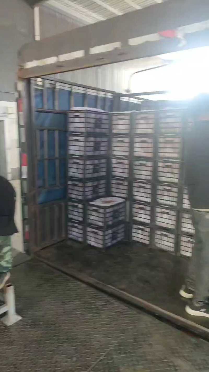 【精品酥梨】万荣孤夆山酥梨海拔高温差大产地直供全国市场电联