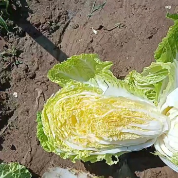 黄心大白菜，三亩地装车中，5月7日发货。
