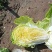 黄心大白菜，三亩地装车中，5月7日发货。