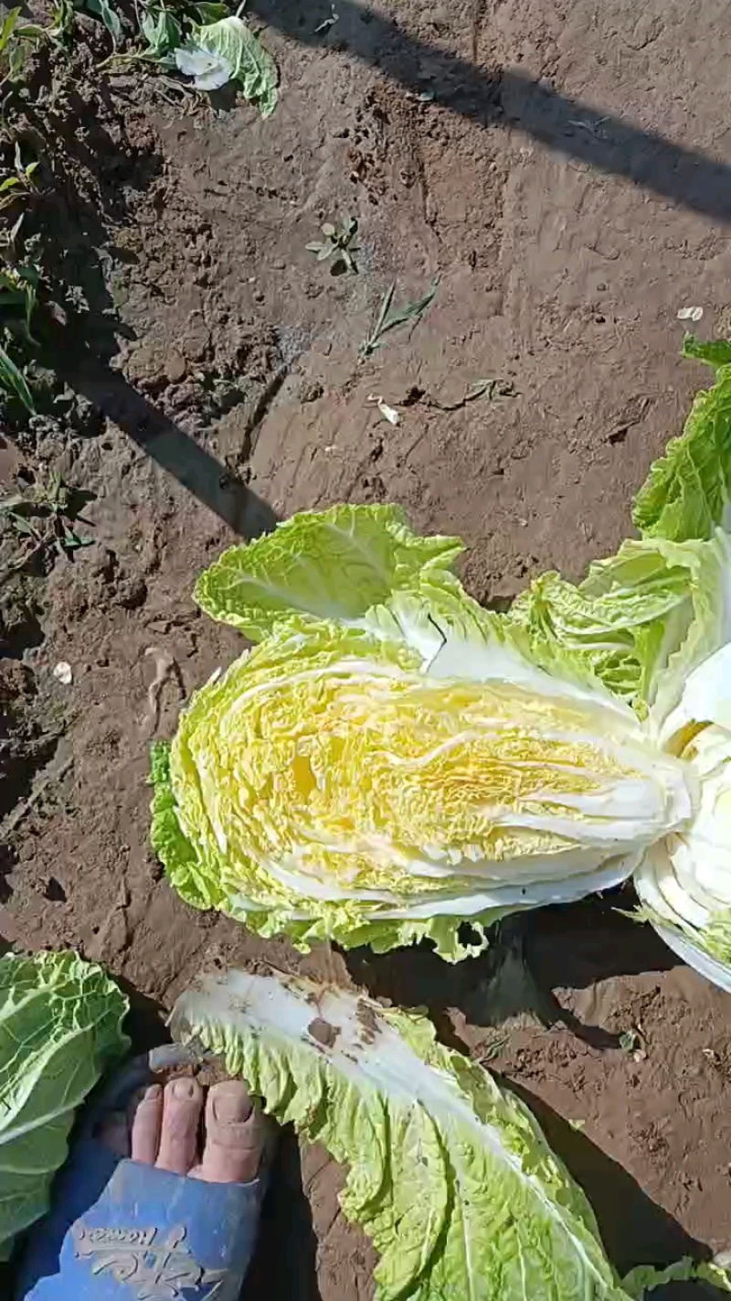 黄心大白菜，三亩地装车中，5月7日发货。