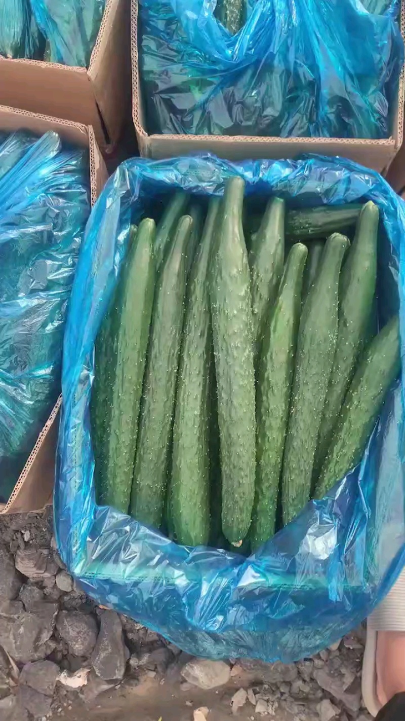 密刺黄瓜，产地一手货源，可视频看货，量大优惠，欢迎合作