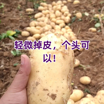 黄皮黄心的土豆大量供应，中暑，沃土各种品种