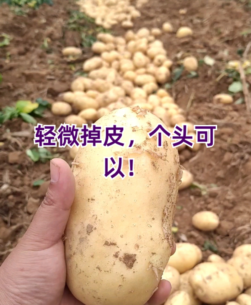 黄皮黄心的土豆大量供应，中暑，沃土各种品种