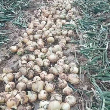 黄洋葱加工厂用河南黄洋葱便宜了大量上市了