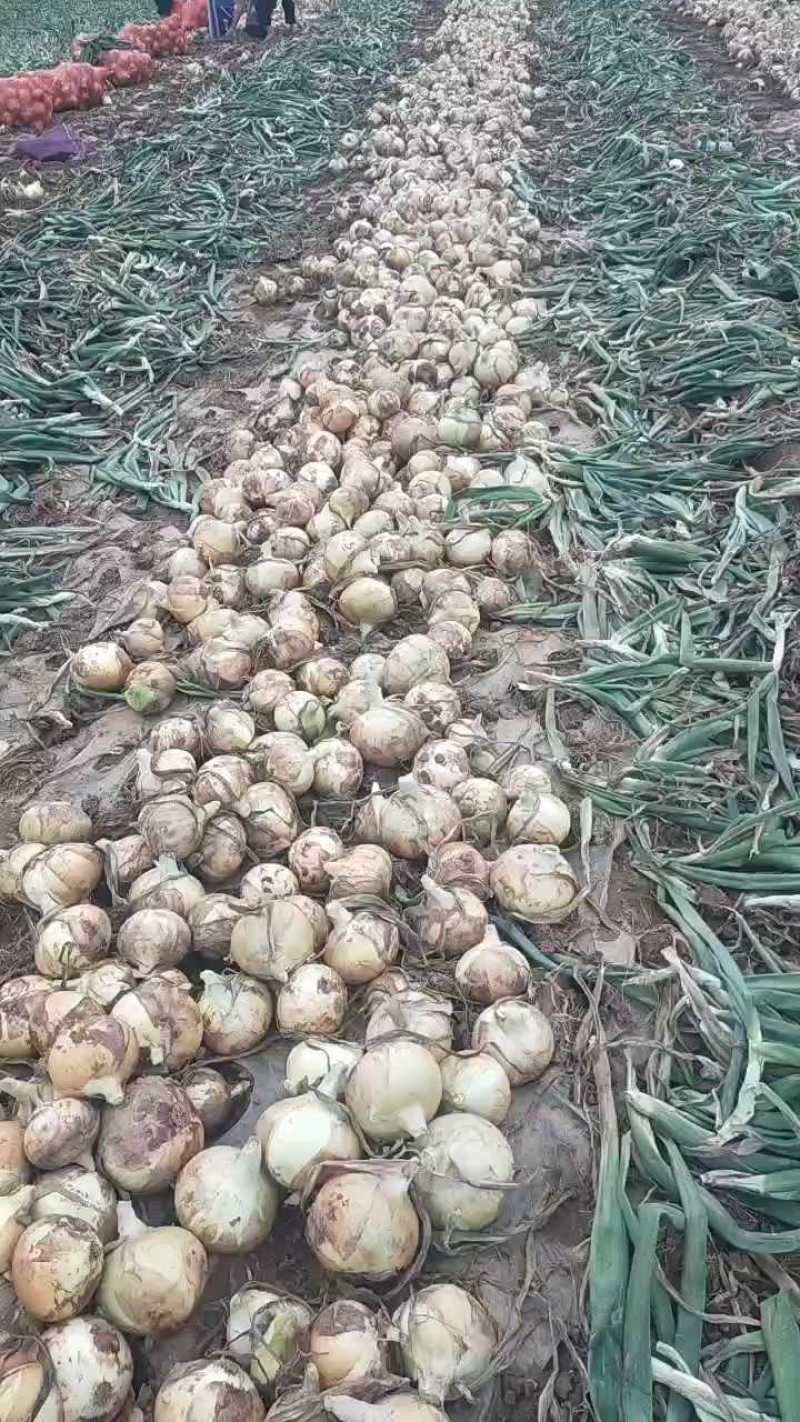 黄洋葱加工厂用河南黄洋葱便宜了大量上市了