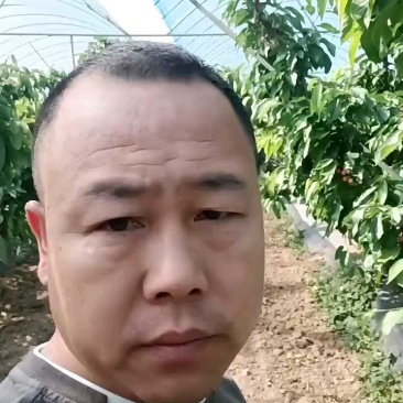 陕西樱桃