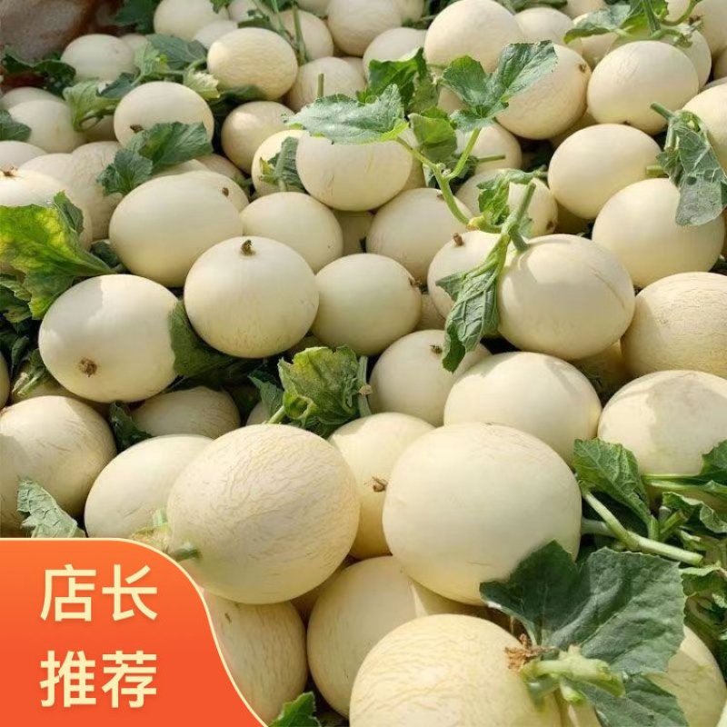 陕西渭南大荔县大荔甜瓜新鲜上市欢迎新老客户订购可批发