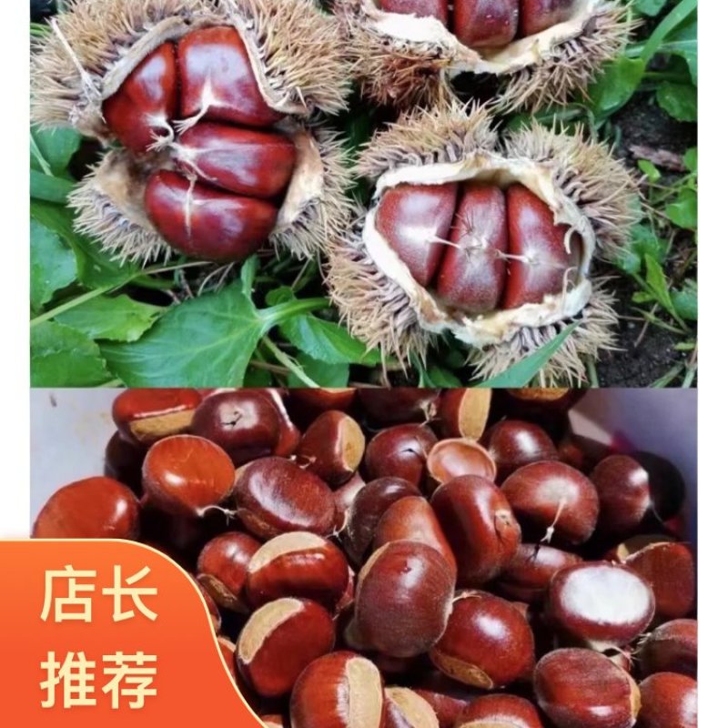 炒货迁西板栗河北唐山迁西县产地直发软糯香甜发货量大