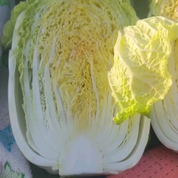 大白菜，黄心大白菜，心实出菜多，货量充足质量好。