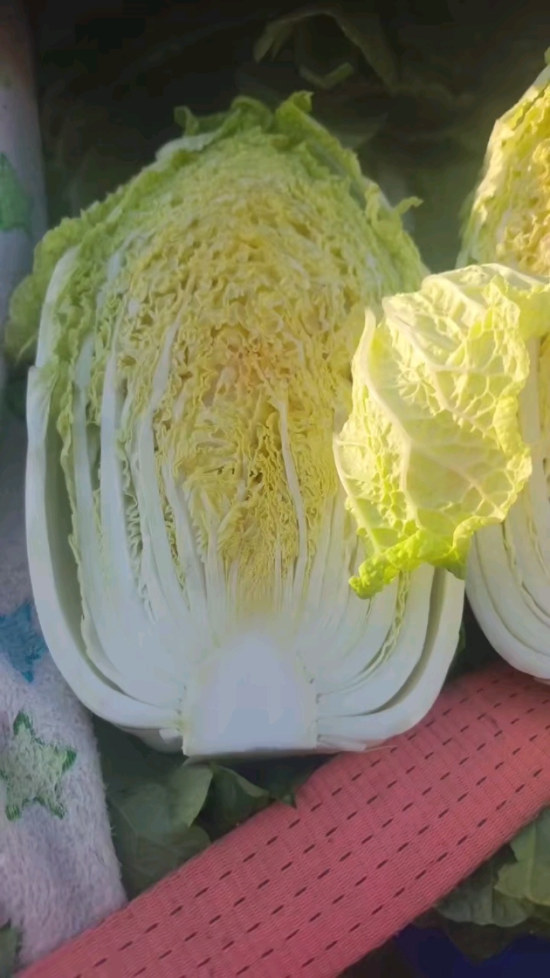 大白菜，黄心大白菜，心实出菜多，货量充足质量好。