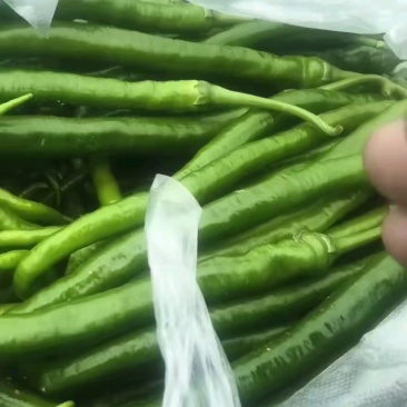 广东线椒中转到河南商丘，青椒，3号7号椒，大量现货供应